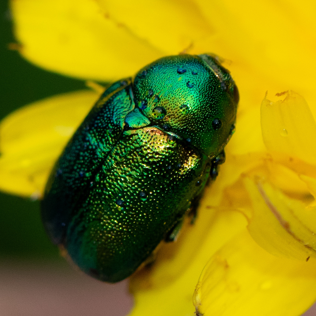 Cryptocephalus from 09110 Orgeix, France on July 25, 2023 at 0301 PM