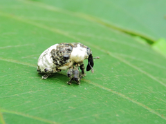 Sternuchopsis trifida