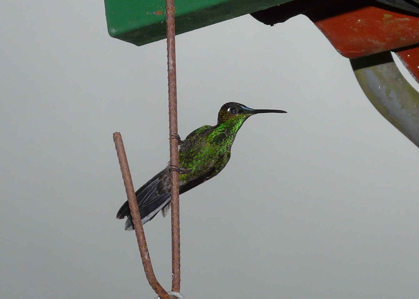 Violet-fronted Brilliant illustration