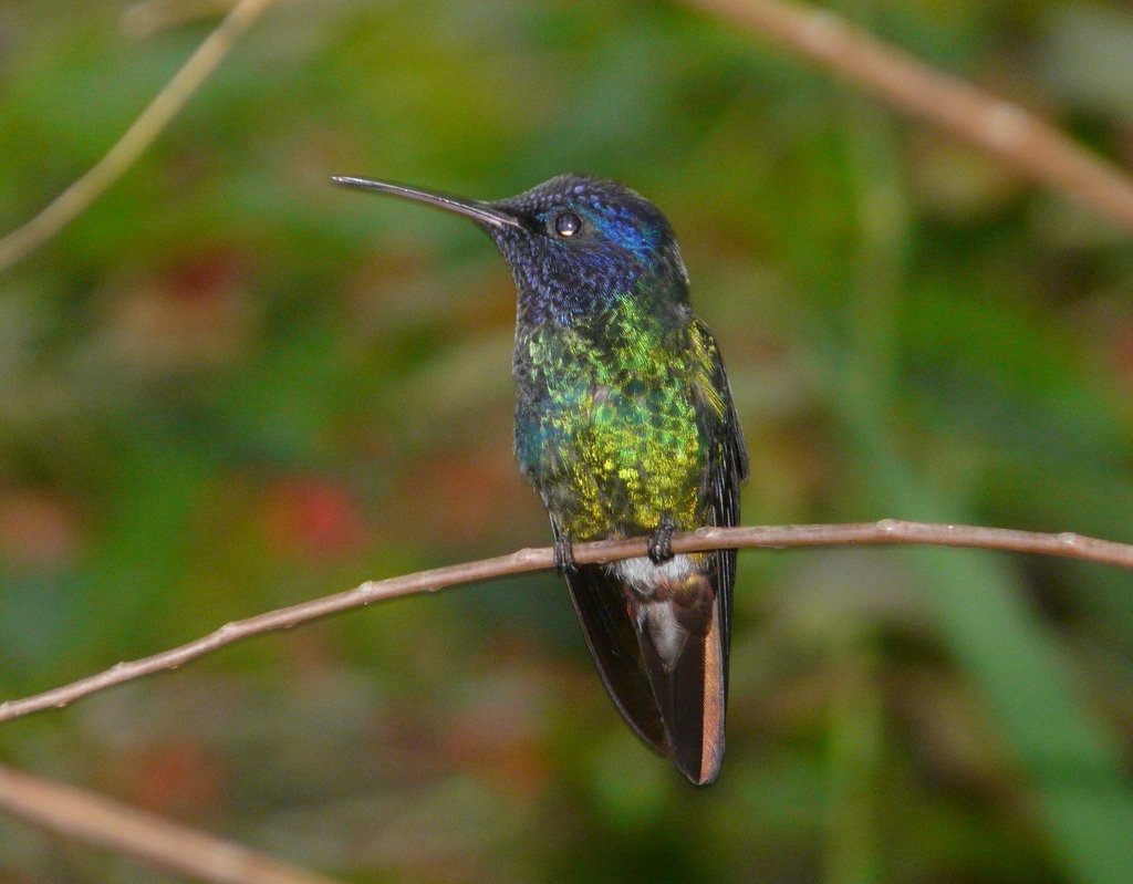 Golden-tailed Sapphire