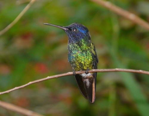 Golden-tailed Sapphire