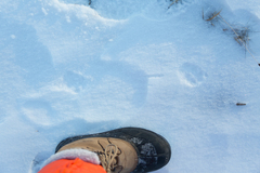 Vulpes vulpes fulvus