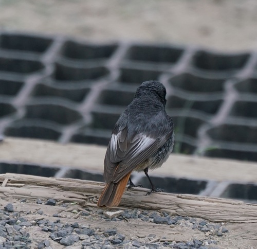 Mrka crvenrepka (Phoenicurus ochruros)