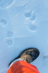 Vulpes vulpes fulvus