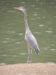Ardea herodias