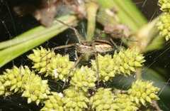 Dolomedes facetus