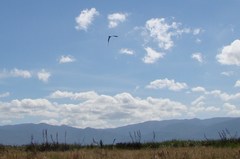 Botaurus poiciloptilus