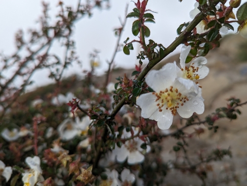 Image of Rosa transmorrisonensis by (c) jengru, some rights reserved (CC BY-SA)