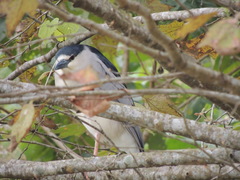 Nycticorax nycticorax
