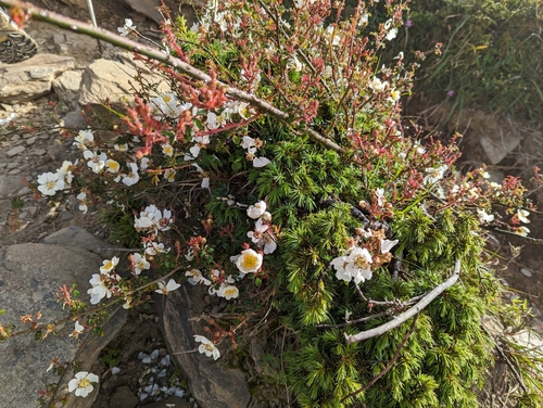 Image of Rosa transmorrisonensis by (c) jengru, some rights reserved (CC BY-SA)