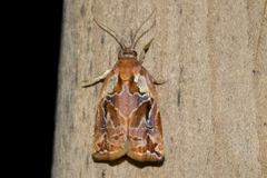 Archips oporana