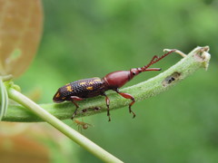 Baryrhynchus poweri