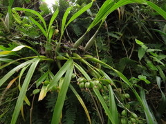 Prosthechea ochracea