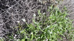 Cryptantha barbigera fergusoniae