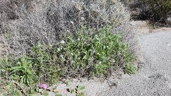Cryptantha barbigera fergusoniae