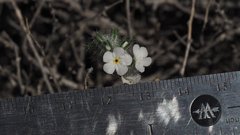 Cryptantha barbigera fergusoniae