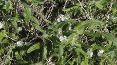Cryptantha barbigera fergusoniae