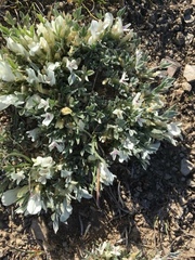 Astragalus gilviflorus