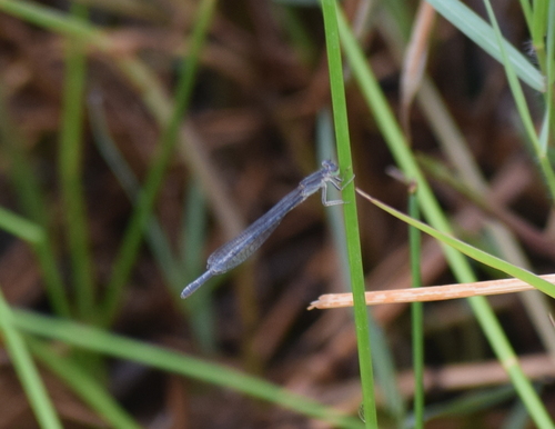 Mexican Forktail photo 5