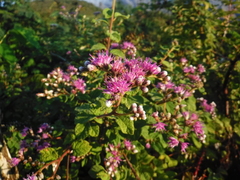 Vernonia saepium