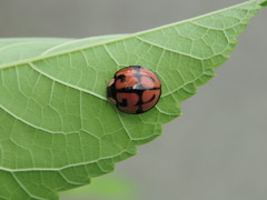 Aiolocaria hexaspilota