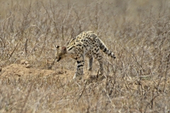 Leptailurus serval lipostictus