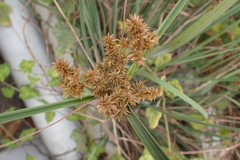 Cyperus javanicus