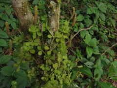 Peperomia berlandieri