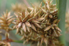 Cyperus javanicus