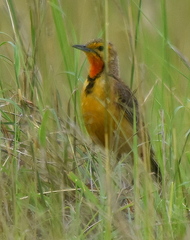 Macronyx capensis colletti