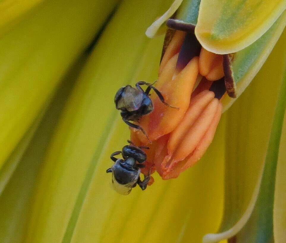 Liotrigona bottegoi