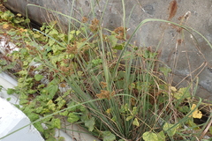 Cyperus javanicus