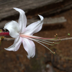 Rhododendron periclymenoides