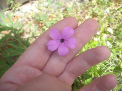 Eudianthe coeli-rosa