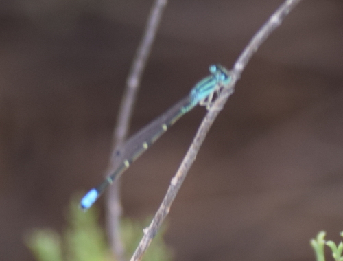 Mexican Forktail photo 6
