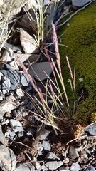 Agrostis muelleriana