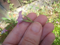 Eudianthe coeli-rosa