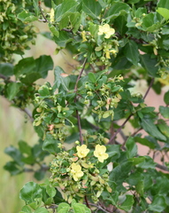 Sphedamnocarpus pruriens