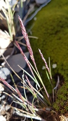 Agrostis muelleriana