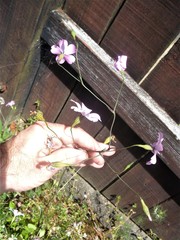 Eudianthe coeli-rosa