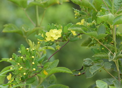 Sphedamnocarpus pruriens