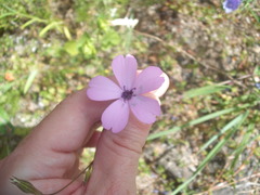 Eudianthe coeli-rosa
