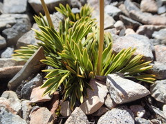 Aciphylla monroi