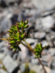 Aciphylla monroi