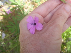 Eudianthe coeli-rosa
