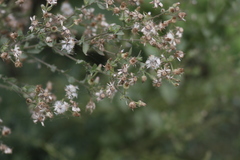 Pseudoconyza viscosa