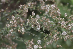 Pseudoconyza viscosa