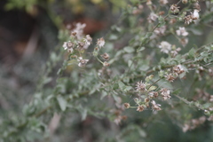 Pseudoconyza viscosa