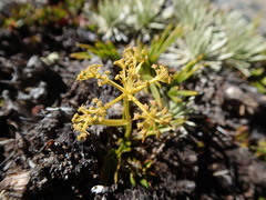 Aciphylla monroi