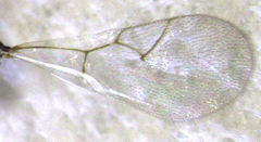 Trybliographa